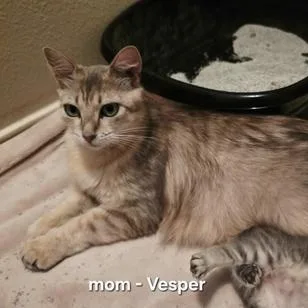 Vesper thumbnail 5