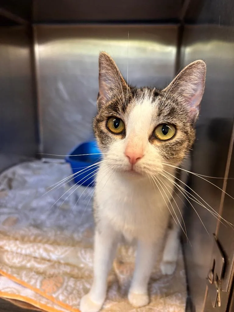 A young medium-sized female Domestic Short Hair cat named Azzie for adoption in Lima, OH