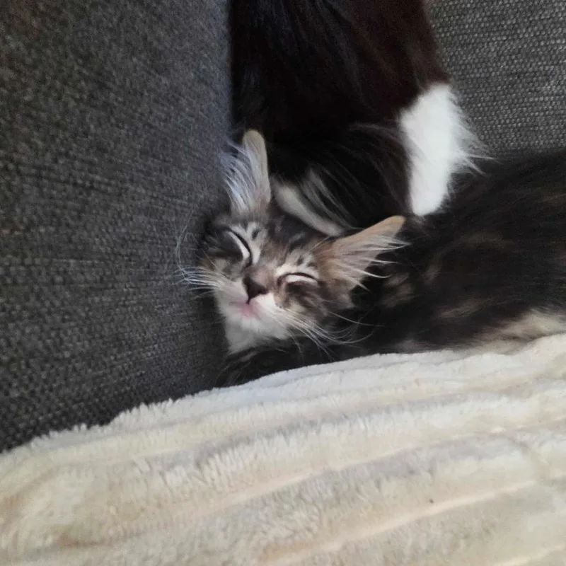 A baby small-sized male Gray / Blue / Silver Domestic Medium Hair cat named Sunfire for adoption in Long Beach, CA