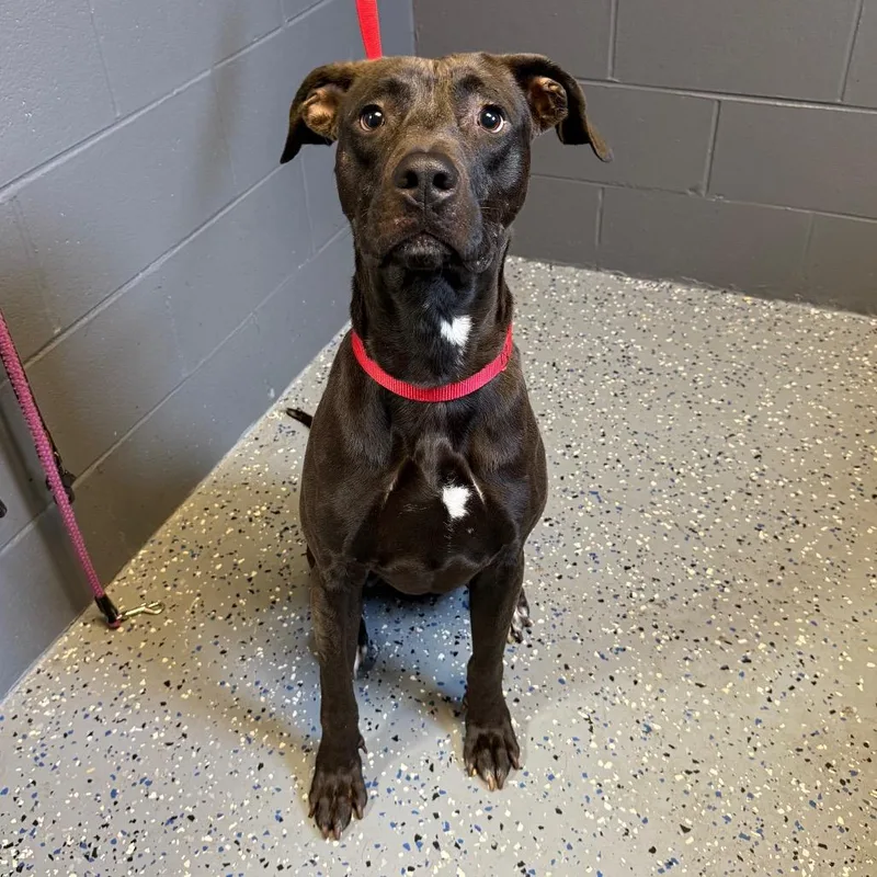 An adult medium-sized male Black Labrador Retriever dog named Darth for adoption in Tuscaloosa, AL