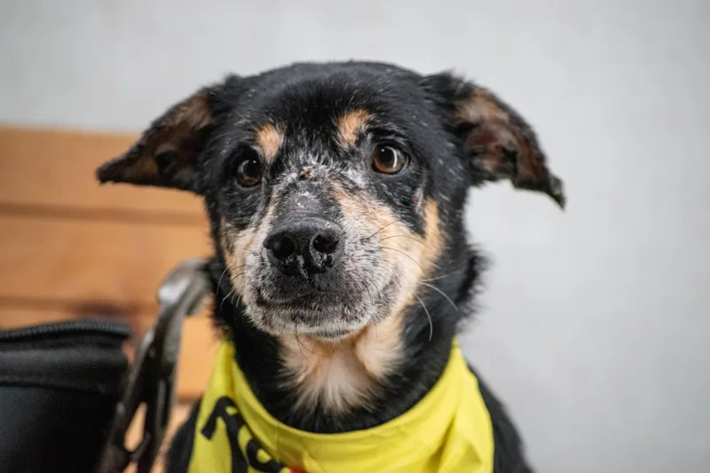 Drill Bit thumbnail 2