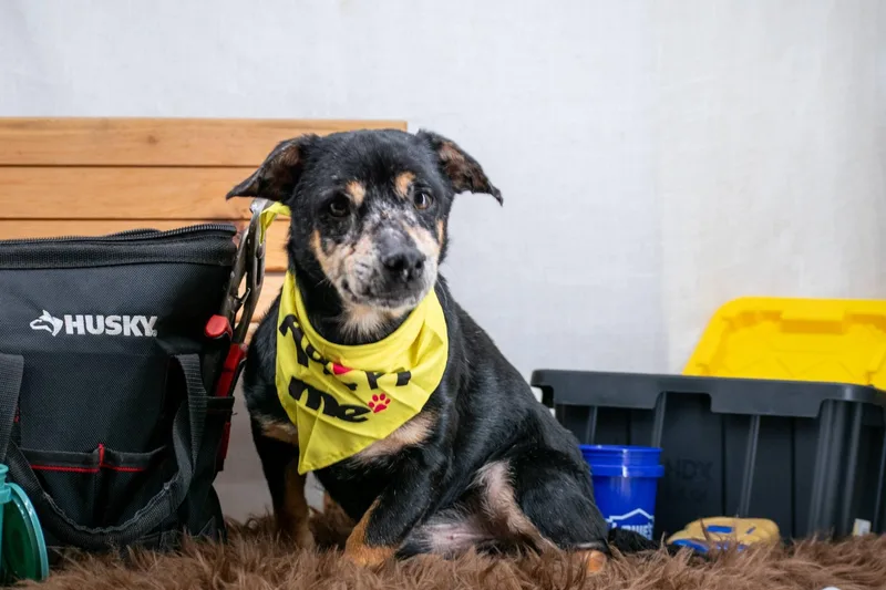 Drill Bit thumbnail 4