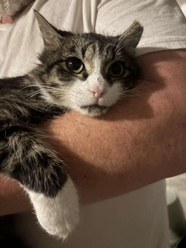 A young medium-sized male Black & White / Tuxedo Domestic Medium Hair cat named TABBY BOY months for adoption in Burlington, NC