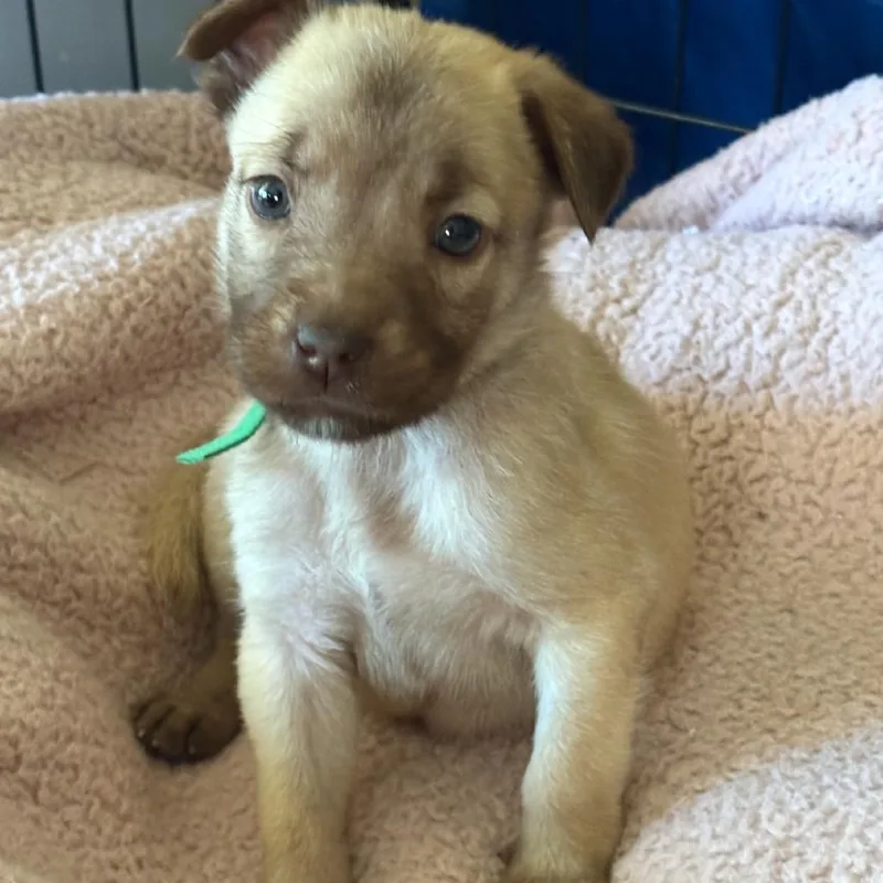 A baby medium-sized male White / Cream Labrador Retriever dog named Big Mac for adoption in Escondido, CA