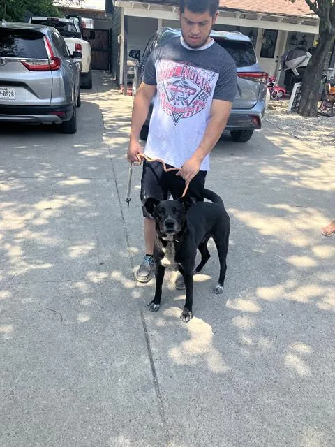 An adult large-sized male Mixed Breed dog named Rhino for adoption in Dallas, TX