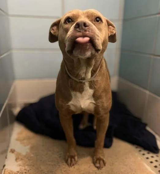 An adult medium-sized female Staffordshire Bull Terrier dog named Flower for adoption in Houston, TX