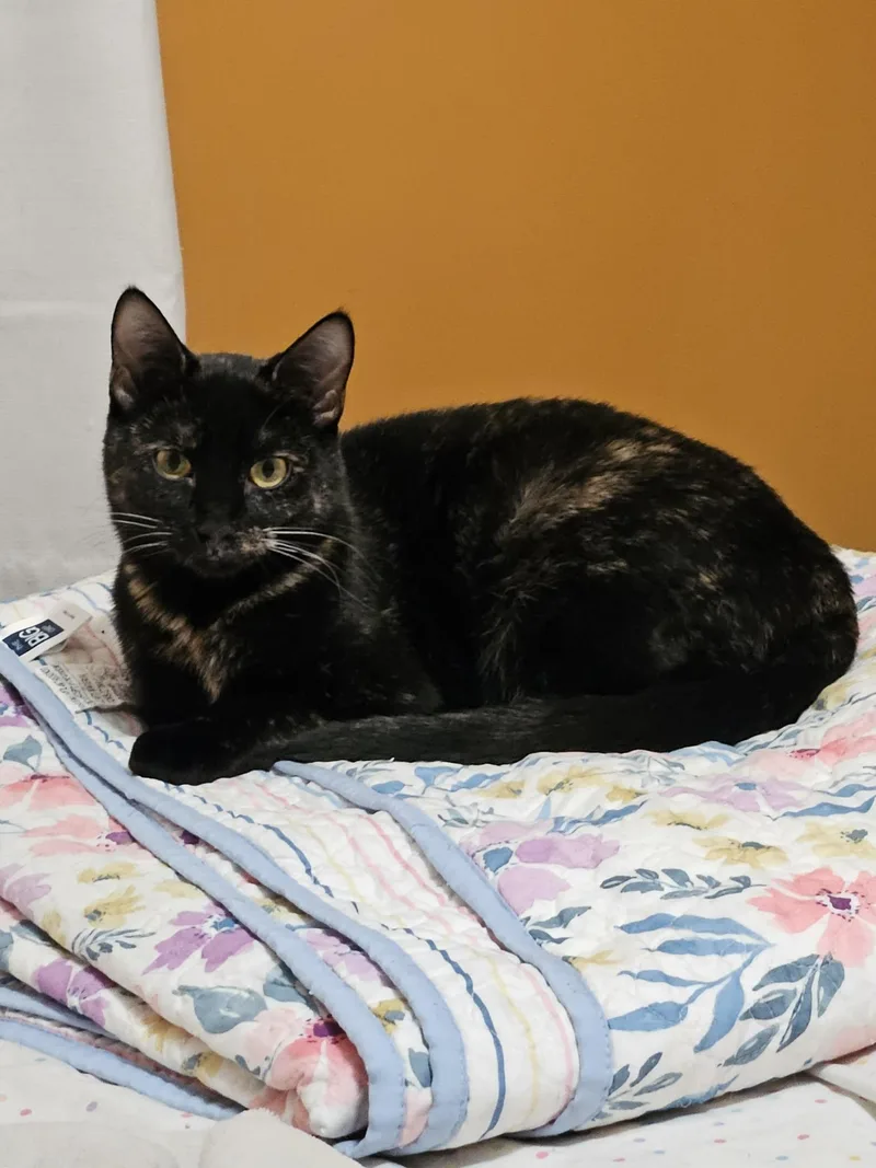 Cat Woman & Poison thumbnail 2