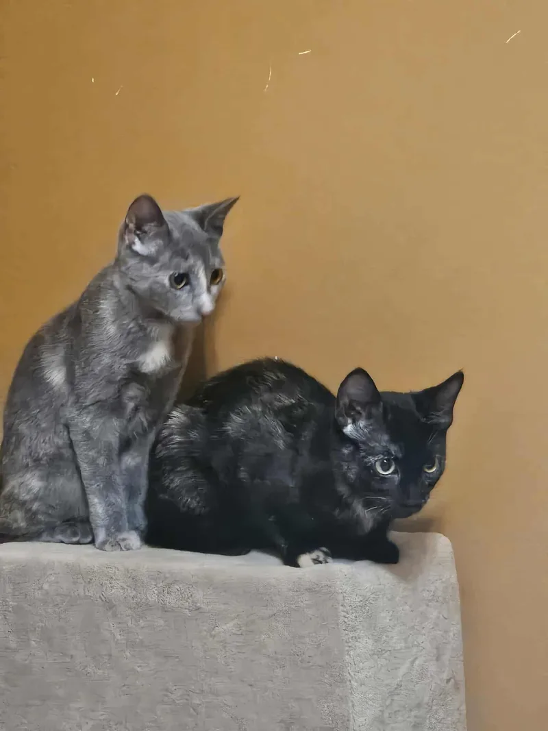 Cat Woman & Poison thumbnail 4