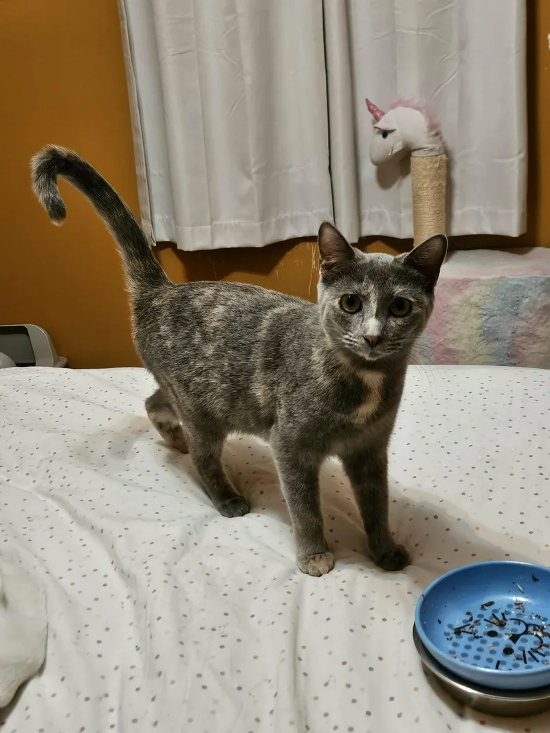 Cat Woman & Poison thumbnail 5