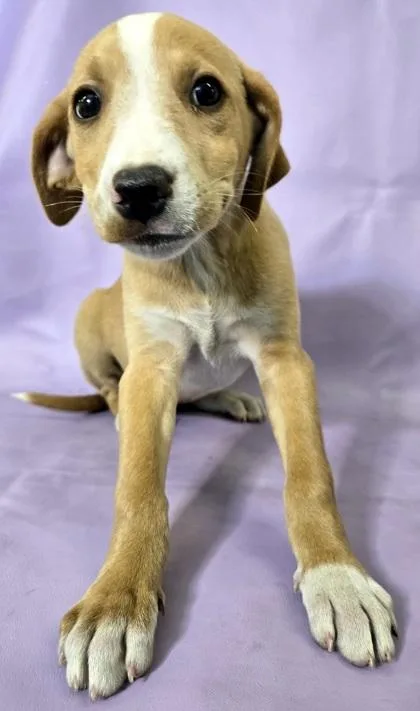 A baby large-sized female Labrador Retriever dog named Acorn for adoption in Morton Grove, IL