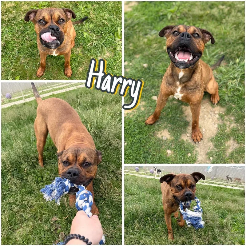 Harry thumbnail 2