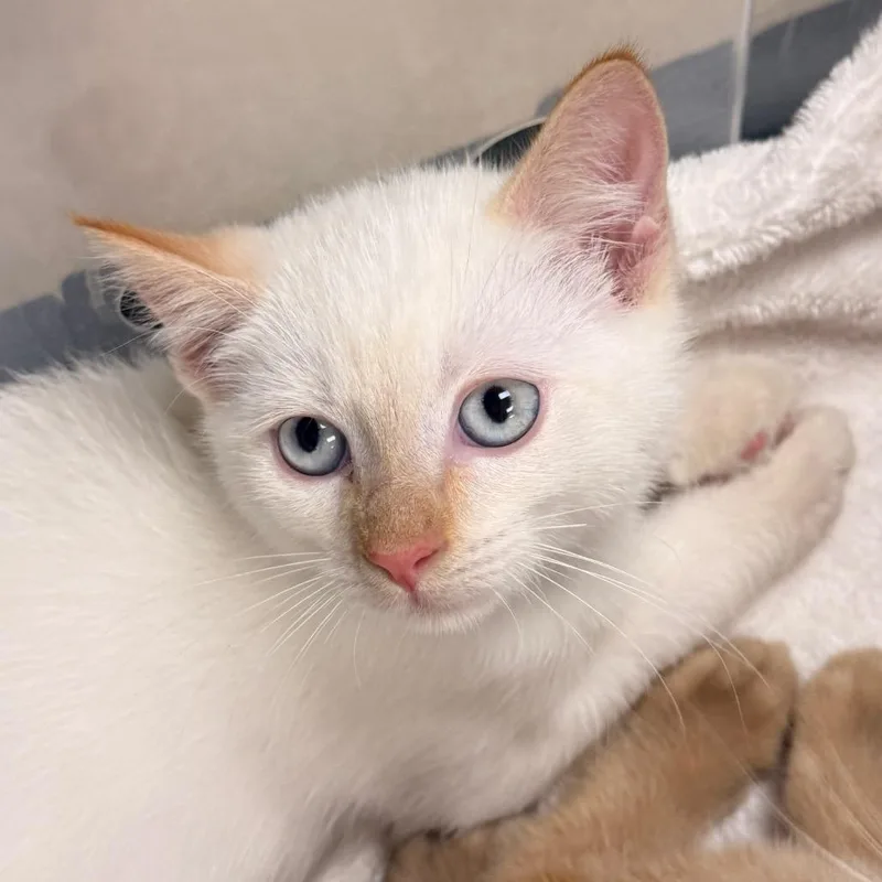 A baby small-sized female Flame Point Domestic Short Hair cat named Bo Peep for adoption in Evansville, IN
