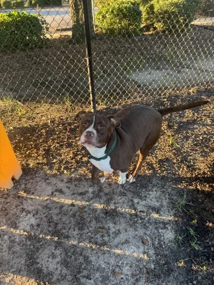 An adult large-sized male Staffordshire Bull Terrier dog named Lake for adoption in Conway, SC