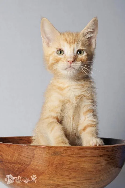 A young medium-sized male Tabby (Orange / Red) Domestic Short Hair cat named Tumeric for adoption in Maryville, TN