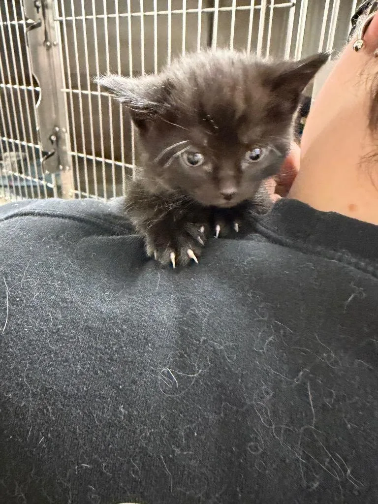 A baby small-sized female Domestic Short Hair cat named Fresno for adoption in Virginia, MN