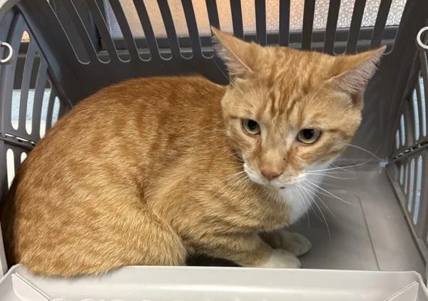 A young medium-sized male Domestic Short Hair cat named Pen  Chester for adoption in Lawrenceville, GA