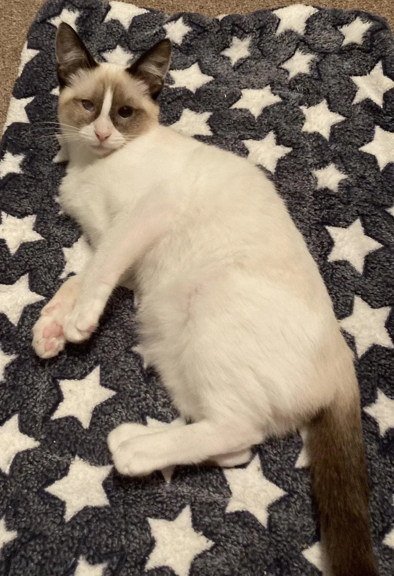 A baby medium-sized female Siamese cat named Bronze for adoption in Cuyahoga Falls, OH