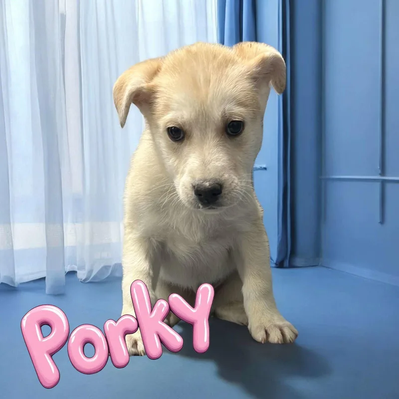 A young medium-sized male Husky dog named Porky Pig for adoption in Hollywood, MD