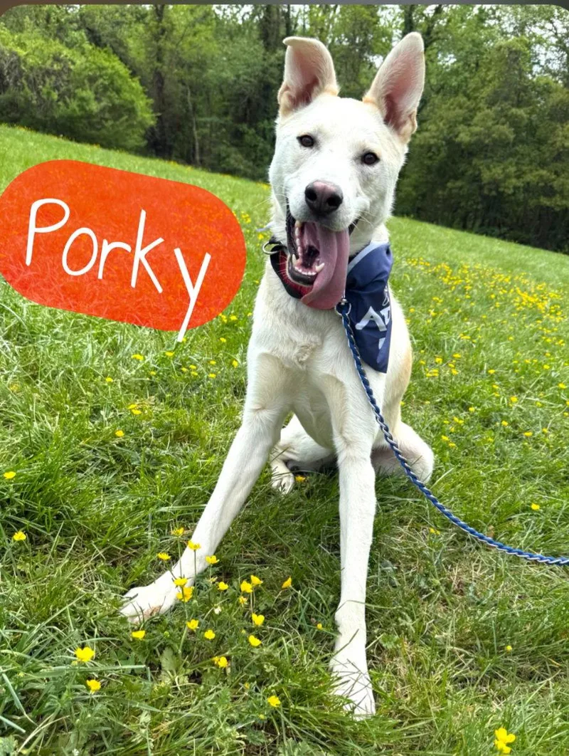 Porky Pig thumbnail 2