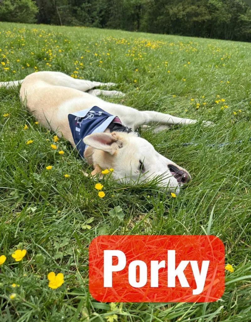 Porky Pig thumbnail 3