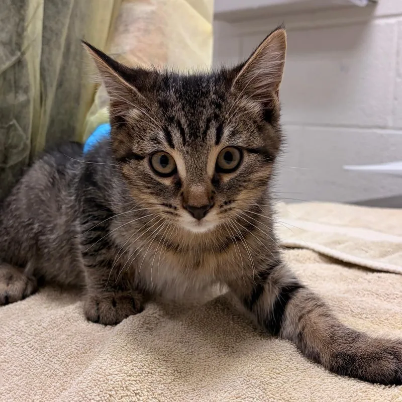 A baby small-sized male Domestic Short Hair cat named Cricket for adoption in Murray, UT