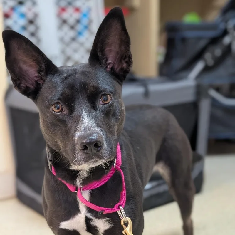 A young medium-sized female Cattle Dog dog named Melody for adoption in Deerfield, IL