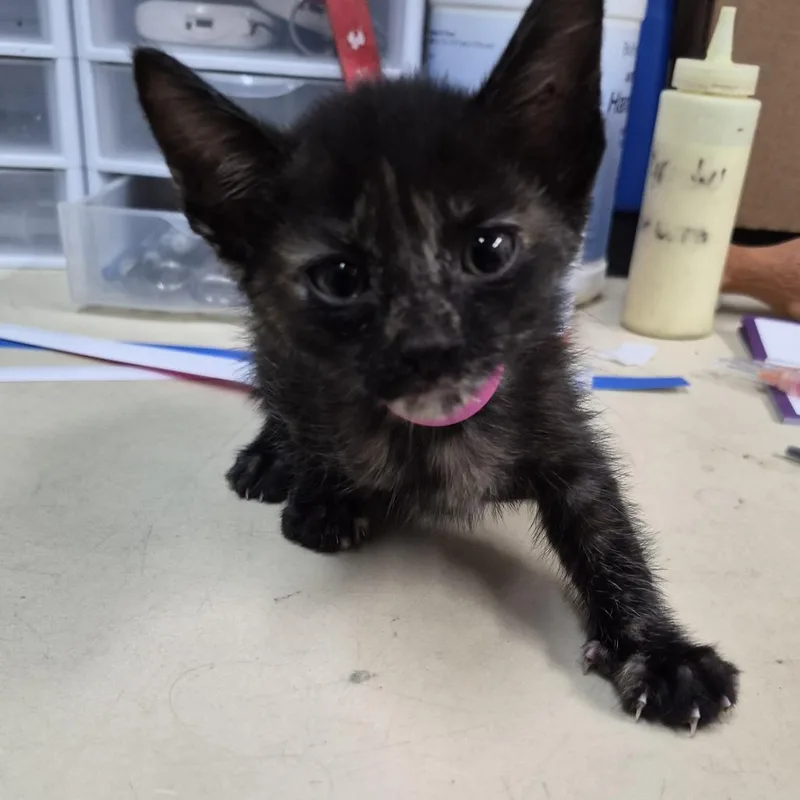 A baby small-sized female Black Domestic Short Hair cat named Madonna for adoption in Ardmore, OK