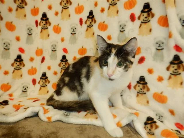 A baby small-sized female Domestic Medium Hair cat named Gloria for adoption in San Jose, CA