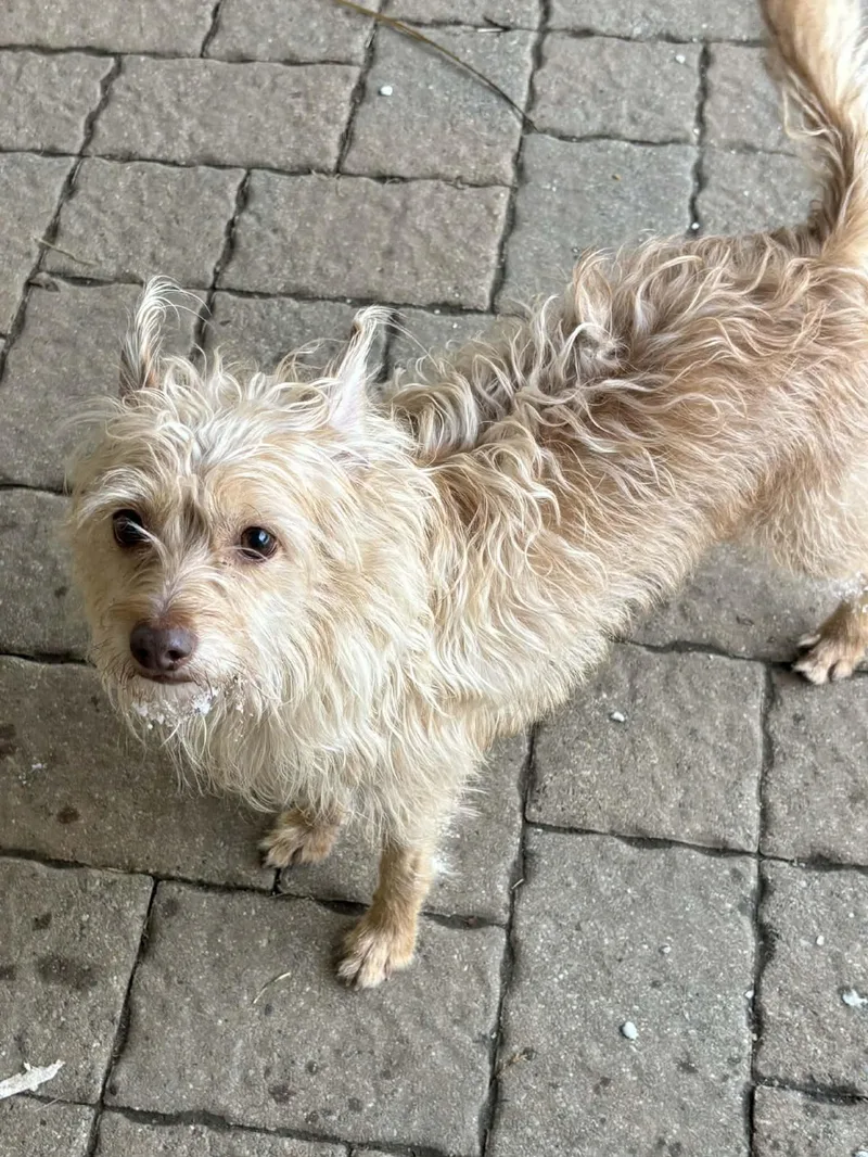An adult small-sized male Terrier dog named Toby  Ct for adoption in Atkinson, NH