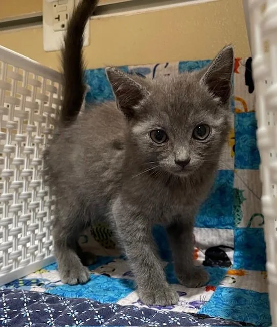 A young small-sized male Domestic Short Hair cat named Robby for adoption in Riverside, CA