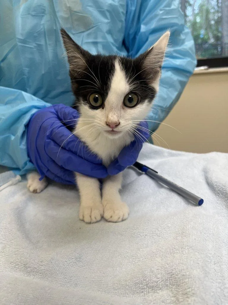 A baby small-sized female Black Domestic Short Hair cat named Sailor for adoption in Raleigh, NC