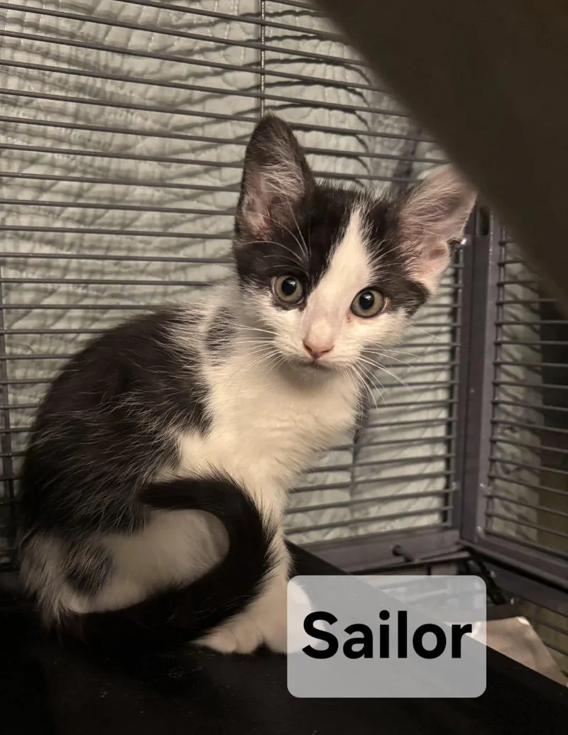 Sailor thumbnail 2