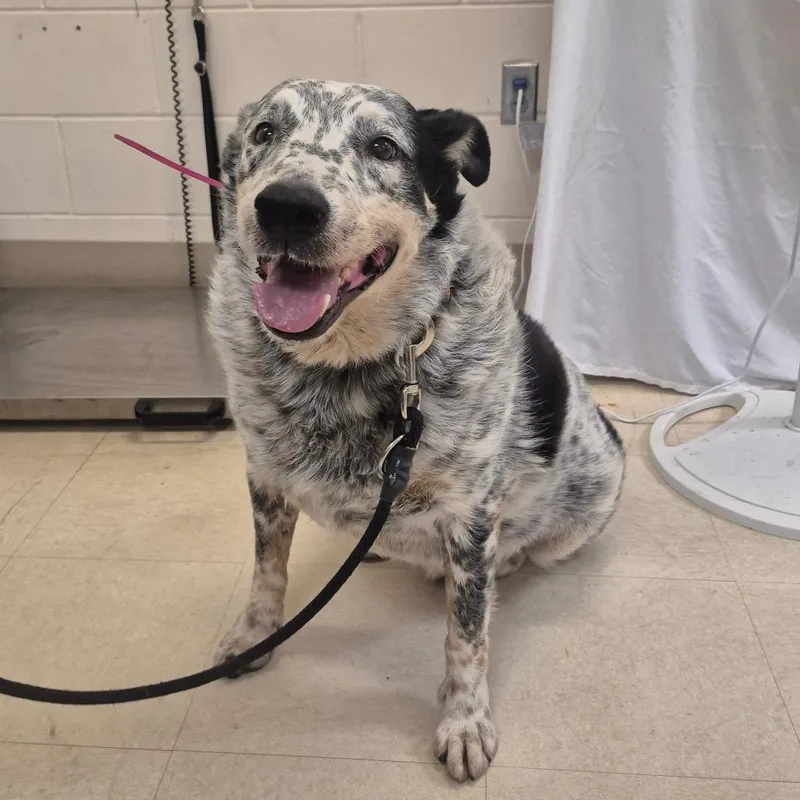 A senior medium-sized male White / Cream Mixed Breed dog named Moody for adoption in Lake Panasoffkee, FL