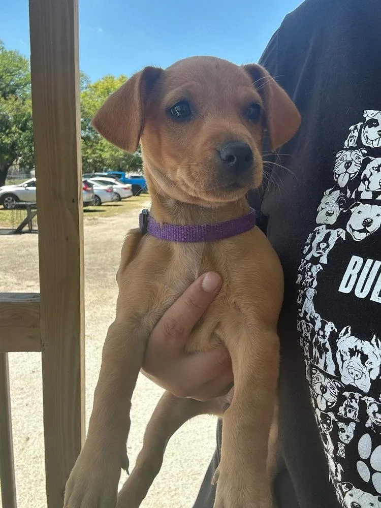 A baby small-sized female Brown / Chocolate Chihuahua dog named Wendy for adoption in Lakeland, FL