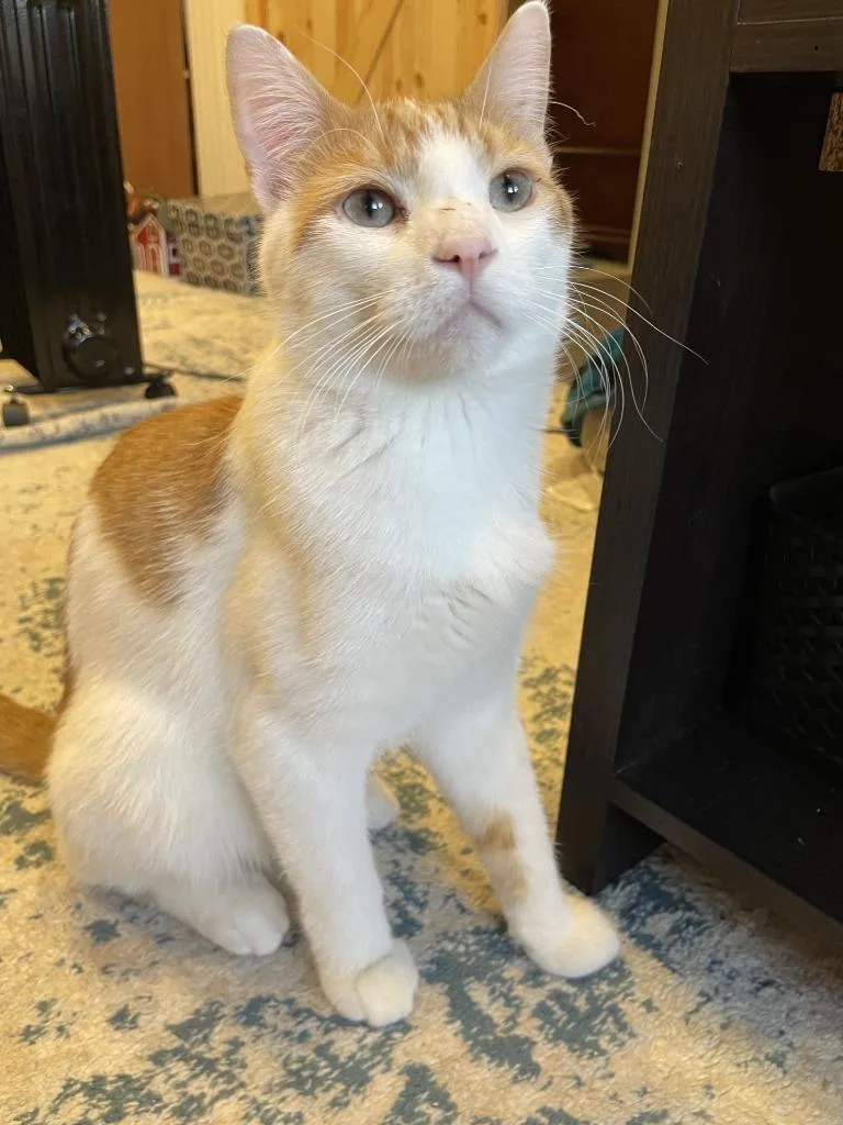 A young medium-sized male Domestic Short Hair cat named Gus for adoption in Minneapolis, MN
