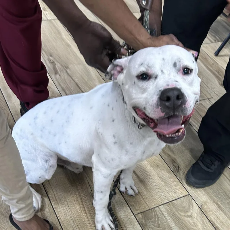 An adult medium-sized male White / Cream Mixed Breed dog named Sincere for adoption in Newark, NJ