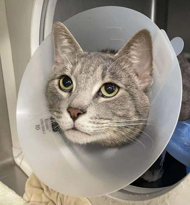 An adult large-sized male Domestic Short Hair cat named Cheater for adoption in Jackson, MI