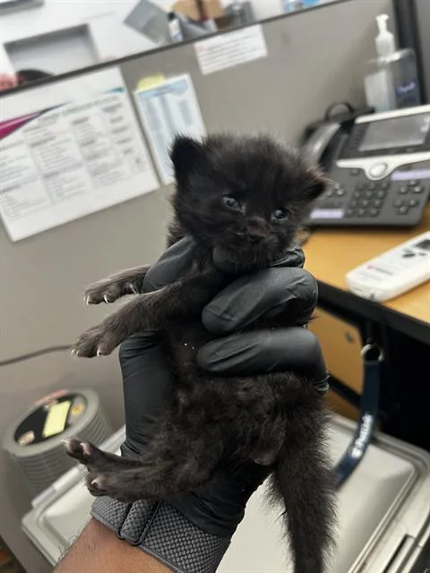 A baby medium-sized female Domestic Long Hair cat named Coco for adoption in Dallas, TX