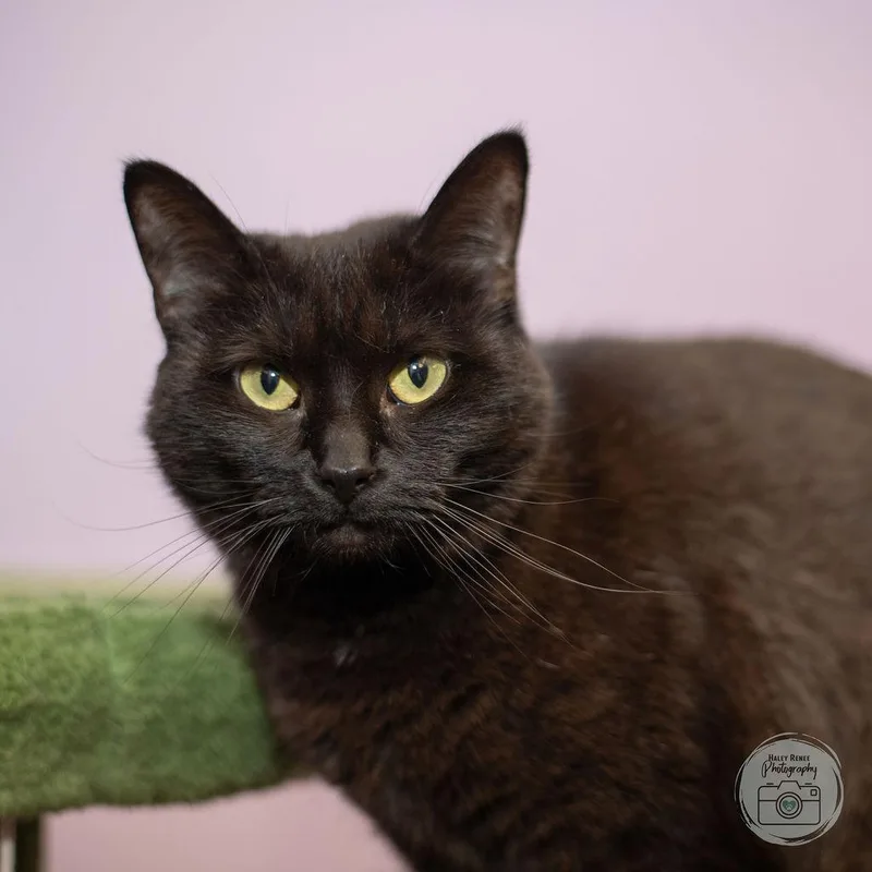 A young medium-sized male Black Domestic Short Hair cat named Freedom for adoption in Blairsville, PA