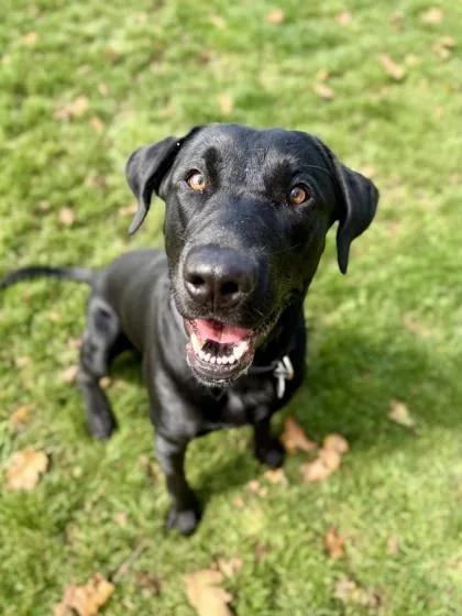 An adult large-sized male Black Labrador Retriever dog named Major for adoption in Roseburg, OR