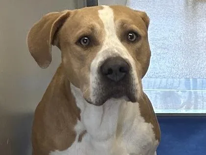An adult large-sized male Yellow / Tan / Blond / Fawn Mixed Breed dog named Devon for adoption in Georgetown, TX