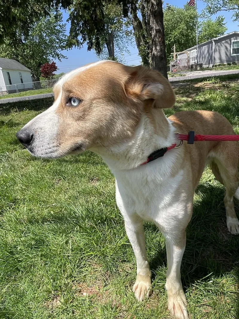 An adult medium-sized male Brown / Chocolate Husky dog named Whiskey for adoption in Springfield, IL