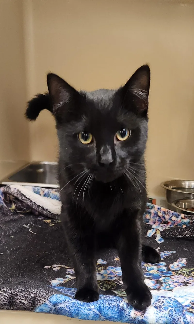 A young medium-sized male Black Domestic Short Hair cat named Zion for adoption in Clayton, NJ