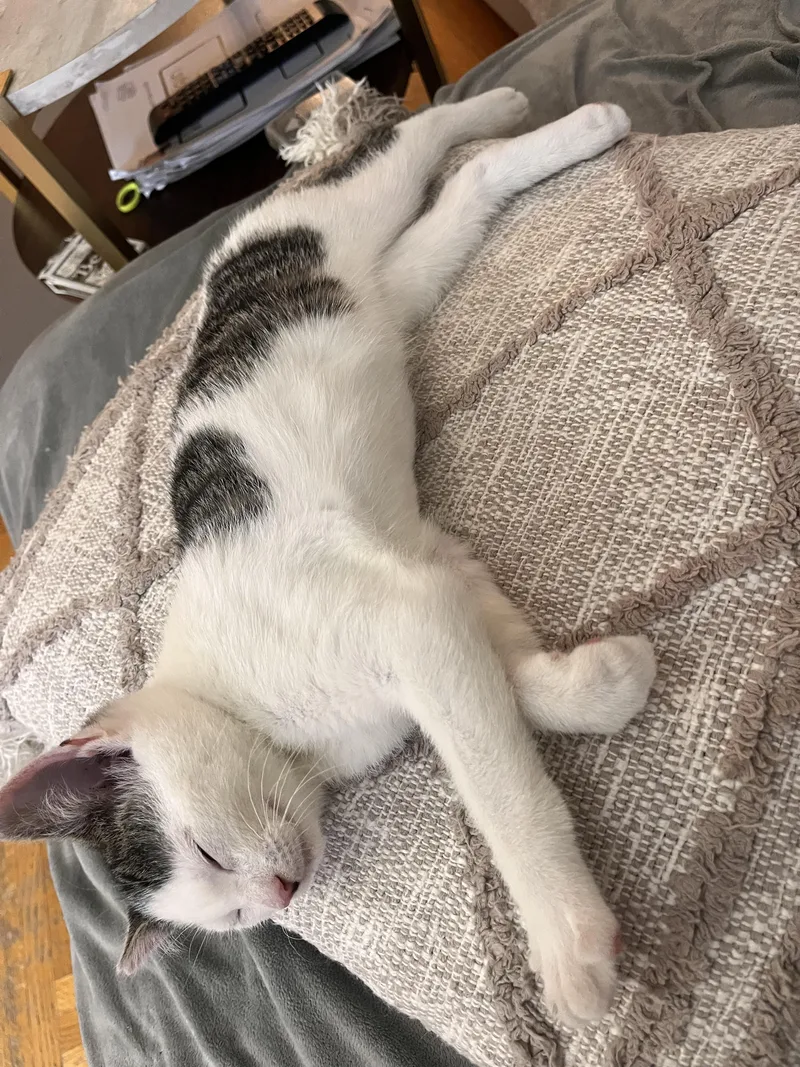 A baby medium-sized male White Domestic Short Hair cat named Nemo for adoption in Brooklyn, NY