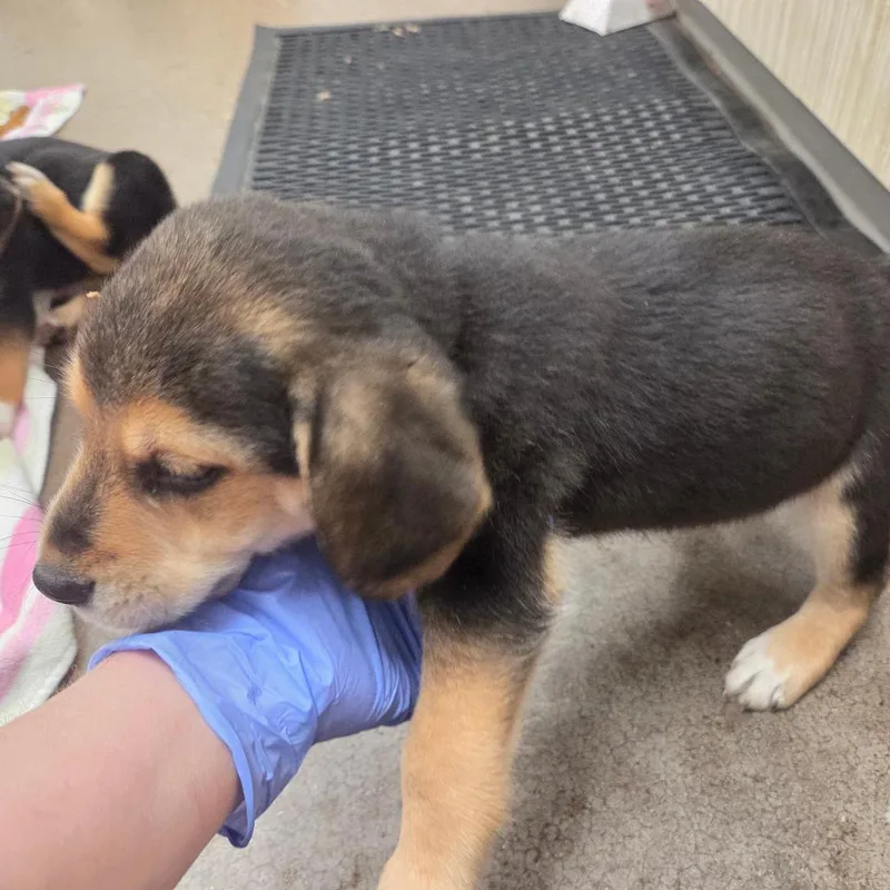 A baby small-sized male Brown / Chocolate Mixed Breed dog named Rupert for adoption in Chattanooga, TN