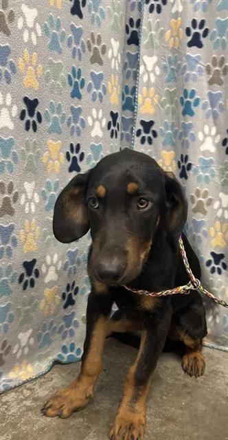 A baby small-sized male Doberman Pinscher dog named Lorenzo for adoption in Rosenberg, TX