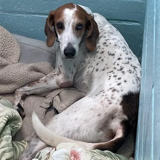 A senior medium-sized male White / Cream Coonhound dog named Axel for adoption in Port Charlotte, FL
