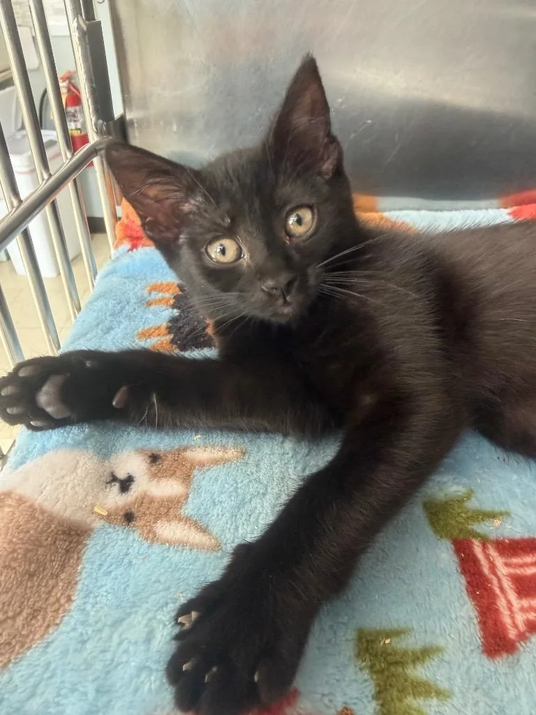 A baby medium-sized female Domestic Short Hair cat named Ivory for adoption in Pomona, NY
