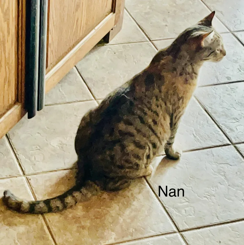 An adult large-sized female Tabby (Gray / Blue / Silver) American Shorthair cat named Nan for adoption in Moreno Valley, CA
