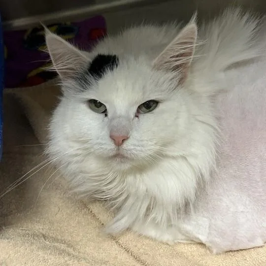 A senior medium-sized female White Domestic Medium Hair cat named Cleo for adoption in Elyria, OH